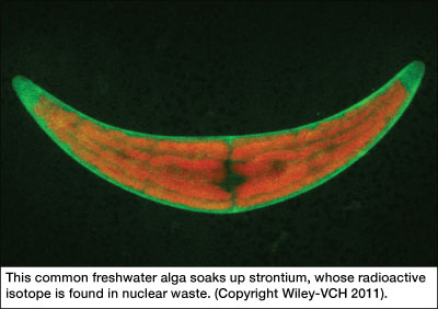 Alga with strontium